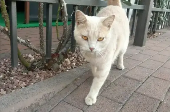 Найдена кошка в Краснодаре на улице Энгельса