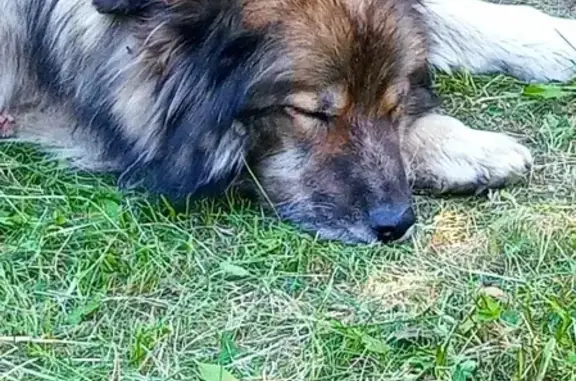 Пропала собака в Ангарске на 40 лет Октября, 89