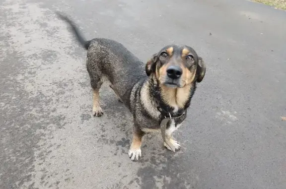 Найдена собака на Ленинградском проспекте в Кемерово