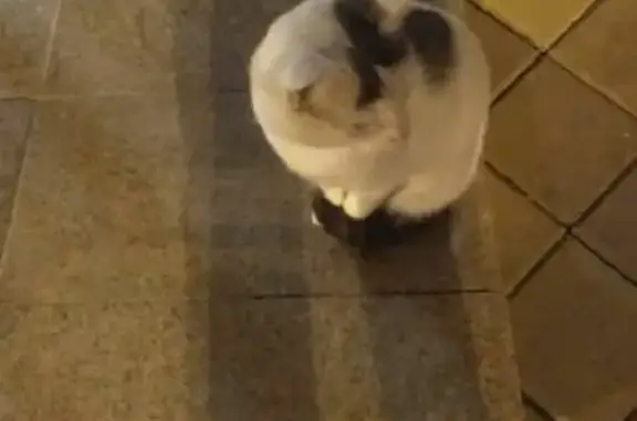 Найдена кошка в Краснодаре на Кожевенной 26!