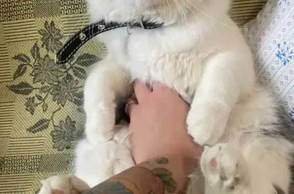 Кошки потеряшки, Смоленск, фото: Потеряшка кошка Сеня на ул. 25 Сентября, 62 к2, Смоленск.