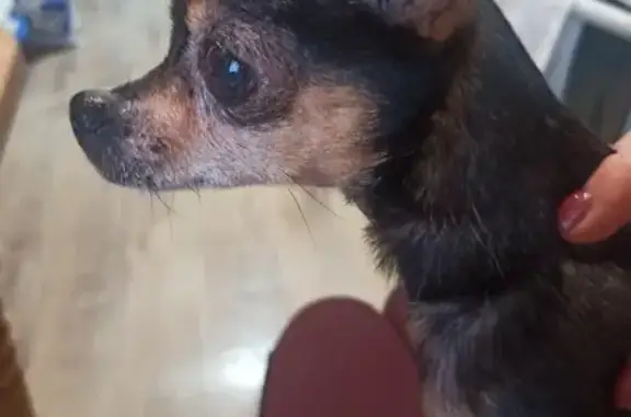 Найдена собачка той-терьера в ЖК Грибоедова, Пермь
