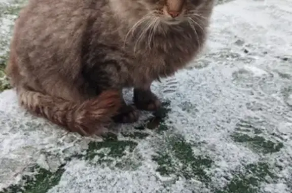 Найдена кошка, Раменский муниципальный округ, фото: Найден кот мальчик в СНТ Муравушка, Московская область
