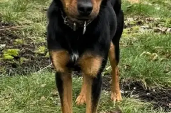 Найдена собака возможно породы немецкий ягдтерьер в районе метро Курская