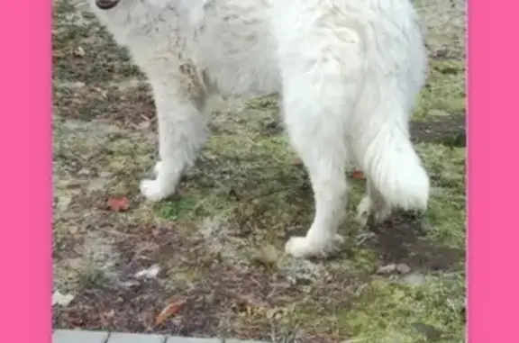 Пропала Пиренейская горная собака в Малаховке