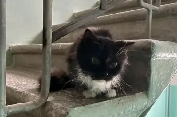 Котёнок найден на улице Бажова, 45