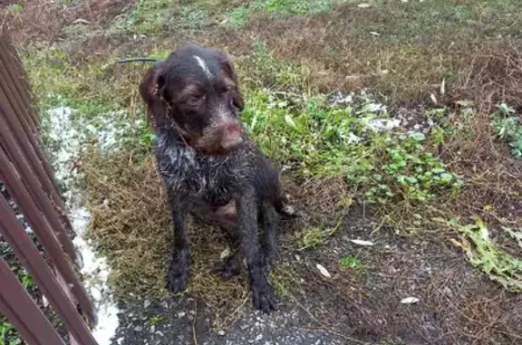 Найдена охотничья собака с GPS-трекерами в Краснослободском р-не, Мордовия