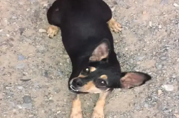 Пропала маленькая собака на Узорной улице, рыжий окрас с чёрным и номером на ухе в Новосибирске