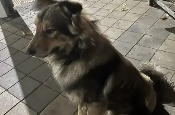 Найдена собака на Кожевенной, 36, Краснодар.