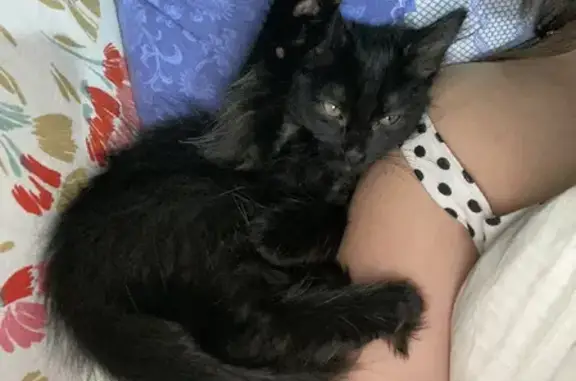 Найдена чёрная кошка на ул. Попова, Смоленск