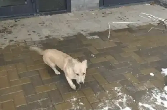 Найдена маленькая собака на ул. Индустрии 104
