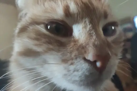 Кошки потеряшки, Краснодар, фото: Потеряшка кошка Гера на ул. Калиновой, 247 в Краснодаре