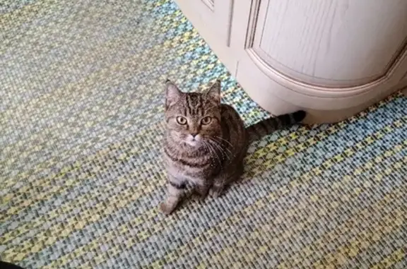 Найдена кошка на ул. Калининградская, 108, Воронеж