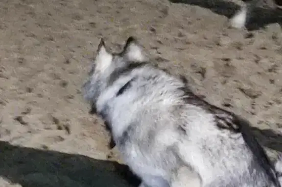 Найдена собака на детской площадке в парке Сказочный, пр-т Строителей, 3, Хотьково