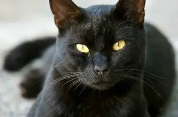 Кошки потеряшки, Набережные Челны, фото: Потеряшка черная кошка в районе 59/05, Набережные Челны