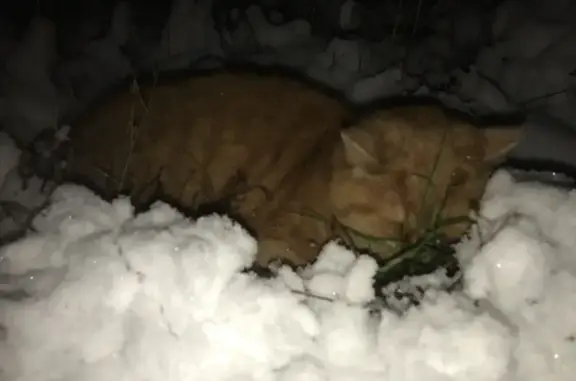 Найден рыжий британский котик на Салмышской, Оренбург