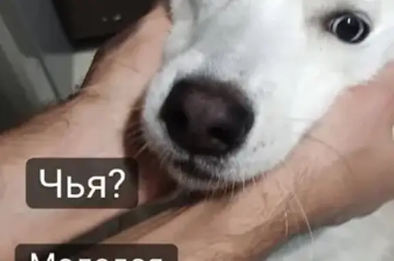 Собака найдена на ул. Глинки, 1 в Калининграде