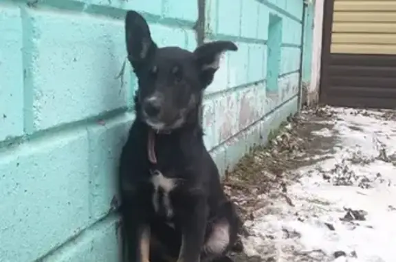 Найдена собака на улице Яшина, 29 в Хабаровске