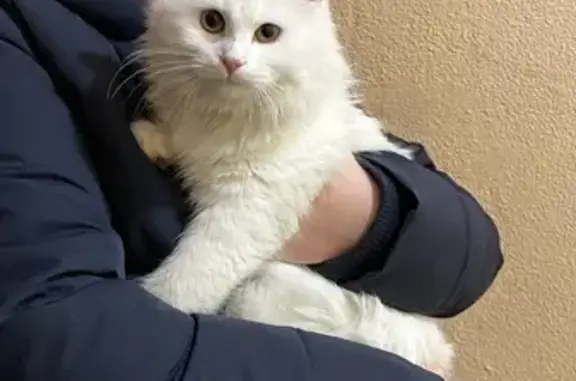 Кошка Мальчик найдена на ул. Чехова, 16