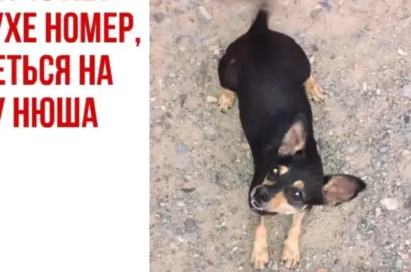 Пропала собака на Узорной ул. в Новосибирске