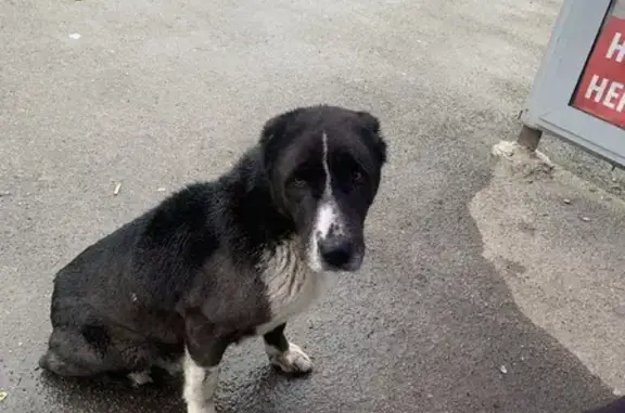 Найдена собака-Алабай на Соколовой, Саратов