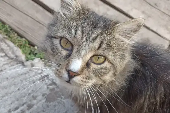 Пропала пушистая кошка Кот на Хакасской улице 214