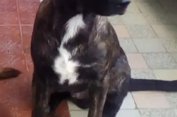 Пропала собака на Аянской улице в Крыму