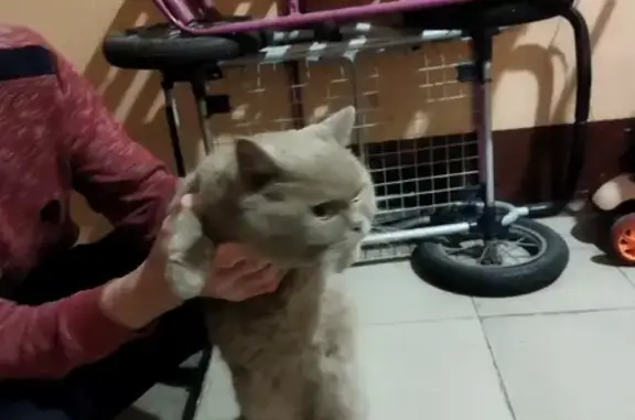 Найден персиковый котик на пр. Ленина, 6, Балашиха