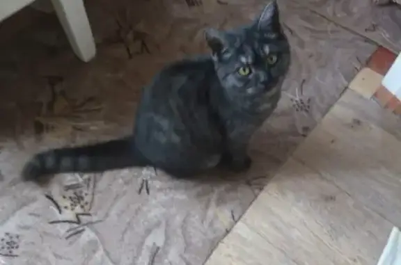 Пропала кошка на ул. Пролетарской, Калач-на-Дону