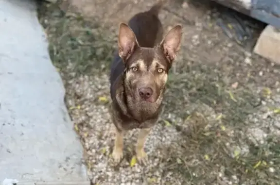 Пропала собака Чарли на 6-й улице, Севастополь