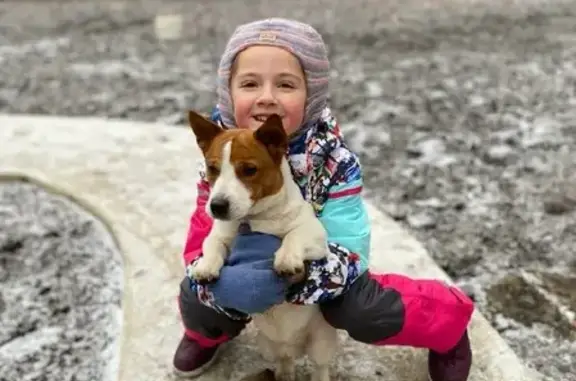 Пропала собака в Нахабино, Красногорск: Ричи, Джек Рассел Терьер 🆘