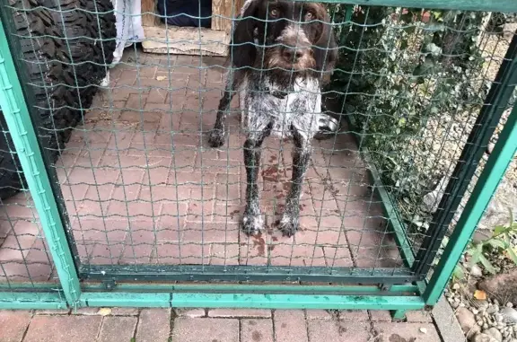 Собака Дратхар найдена на ул. Скобелева, 11 в Краснодаре.