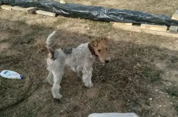 Найдена собака, , фото: Собака-терьер найдена на Шоссейной улице.