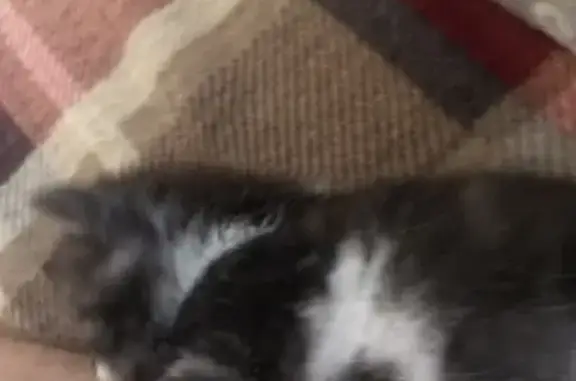 Кошки потеряшки, Тамбов, фото: Потеряшка кошка на Сосновой, Ошейник серый (Тамбов)