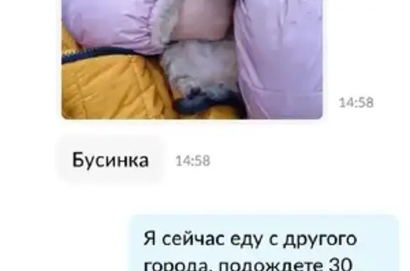 Пропала кошка на Рабоче-Крестьянской, Новошахтинск, 89614010145