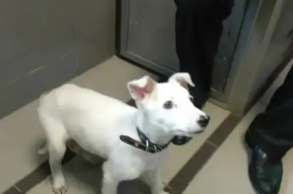 Найден белый щенок возле «Горизонта» на Омской, Ростов-на-Дону.