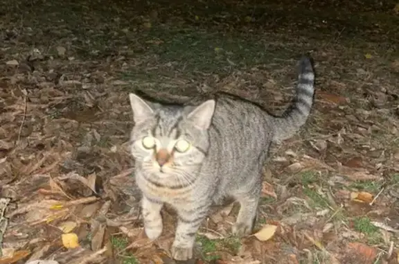 Найдена кошка на Ломжинской, 15 - ищем хозяев
