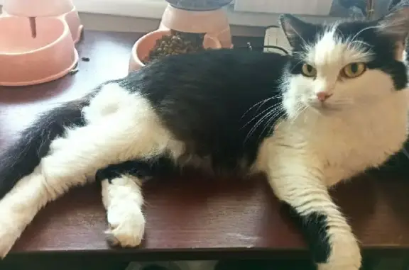 Кошки потеряшки, Набережные Челны, фото: Потеряшка кошка Василиса на ул. В. Полякова, 63/01