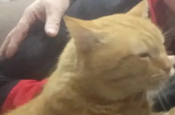 Кошки потеряшки, Пермь, фото: Потеряшка кошка Рыжик на Бенгальской, 20!