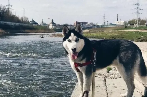 Пропала собака Флеш на ул. Колетвинова, 6, Тула