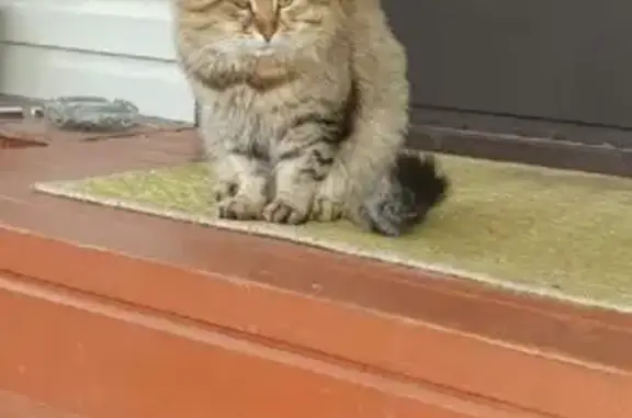 Кошки потеряшки, посёлок Шапки, фото: Потеряшка кошка на Железнодорожной, 41