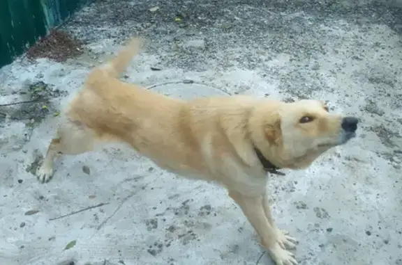Найдена собака на Радужной, 2 в Астрахани
