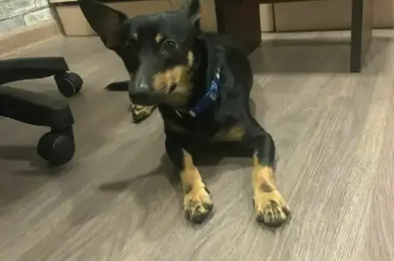 Найдена собака на Почтовом переулке, Лосино-Петровский