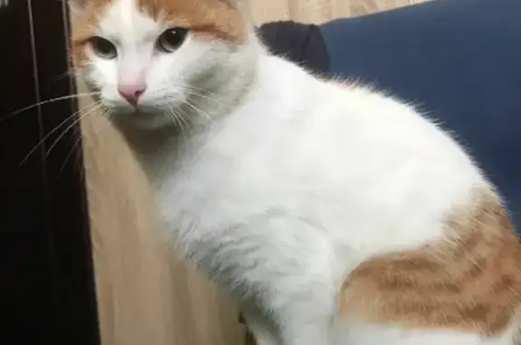 Найден бело-рыжий кот, д. Верхнее Гуляево, 57К-0029, Пермский край