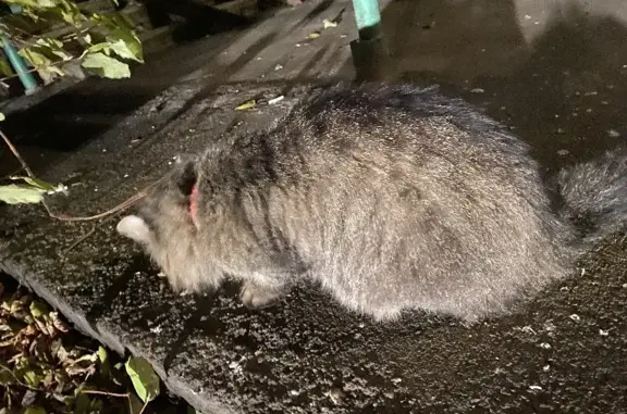 Найден голодный кот с ошейником на пр. Ленина, 1А