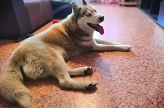 Собаки потеряшки, Томск, фото: Потеряшка собака Хаски на ул. Дизайнеров, Томск