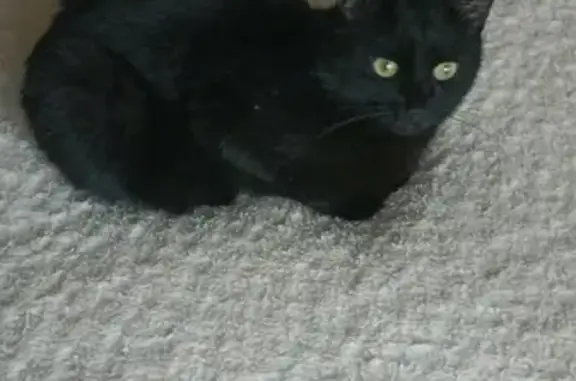 Найден ласковый Черный котик в Набережных Челнах