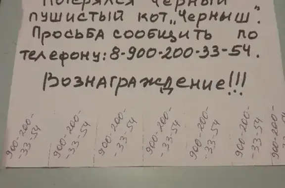 Потерянные животные СНТ Изумруд, фото: Пропала кошка Черныш после переезда в г. Асбест.