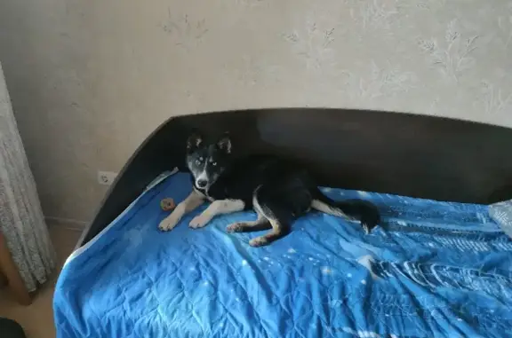 Собака Девочка найдена на Нежинской, 39, Уфа.