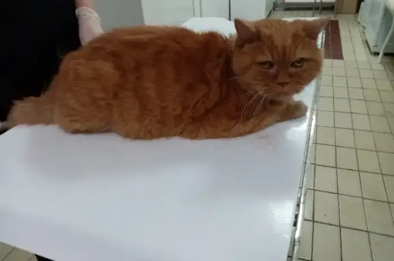 Найден британский котик на Липовой, Оренбург